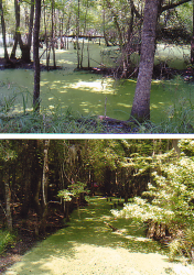 I used this swamp as inspiration