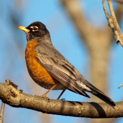 american-robin-by-di-qiu-cc