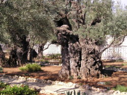 Garden of Gethsemane