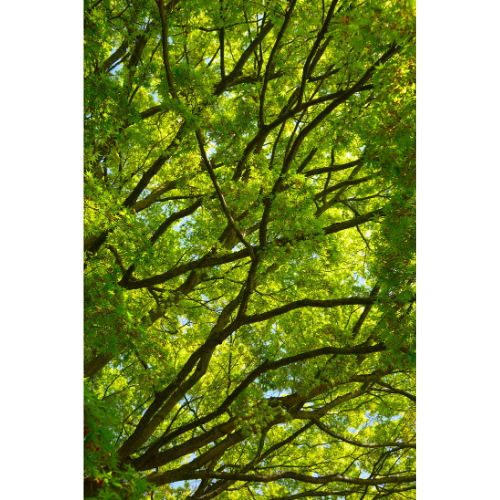 This image has an empty alt attribute; its file name is tree.png